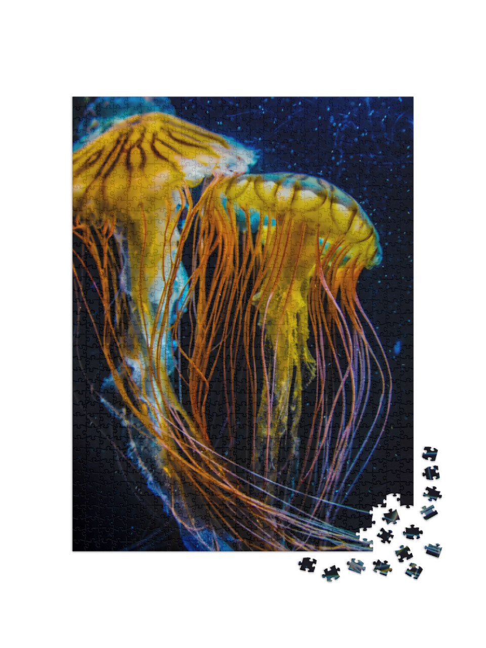 Image of Jellyfish Poison Jellyfish... Jigsaw Puzzle with 1000 pieces