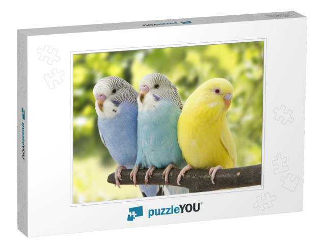 Three Budgies Are in the Roost... Jigsaw Puzzle