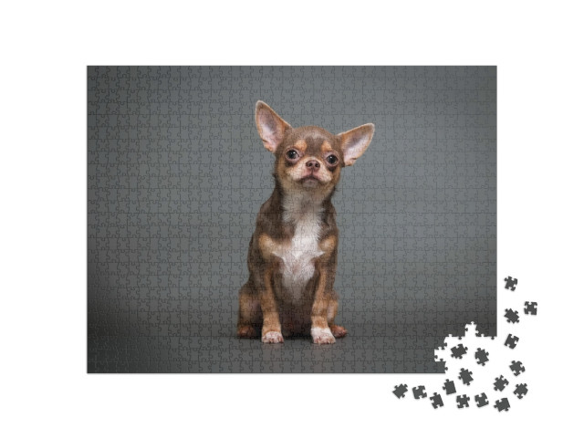 Chihuahua Puppy on a Gray Background Studio Photo... Jigsaw Puzzle with 1000 pieces