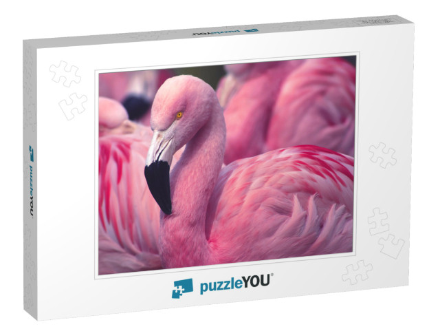 Chilean Flamingo... Jigsaw Puzzle