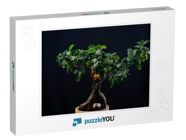 Indoor Plant Ficus Bonsai on a Black Background Close-Up... Jigsaw Puzzle