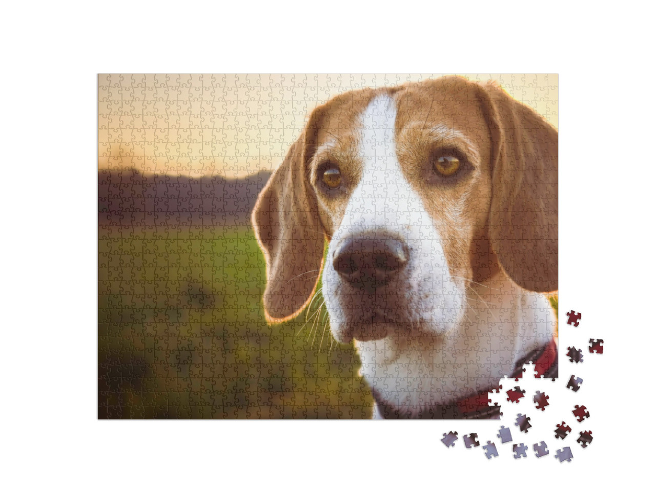 Dog Portrait Backlit Background. Beagle Dog Portrait Agai... Jigsaw Puzzle with 1000 pieces