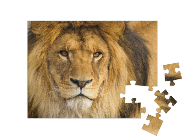 Beautiful Mighty Lion... Jigsaw Puzzle with 48 pieces