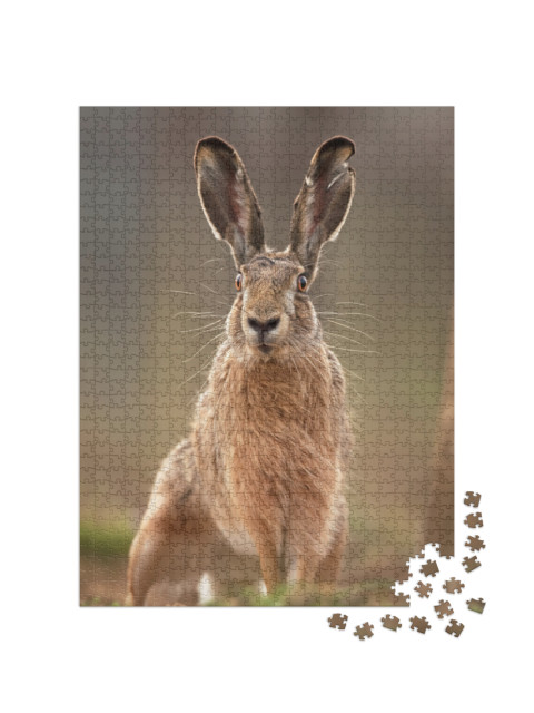 European Hare, Lepus Europaeus... Jigsaw Puzzle with 1000 pieces