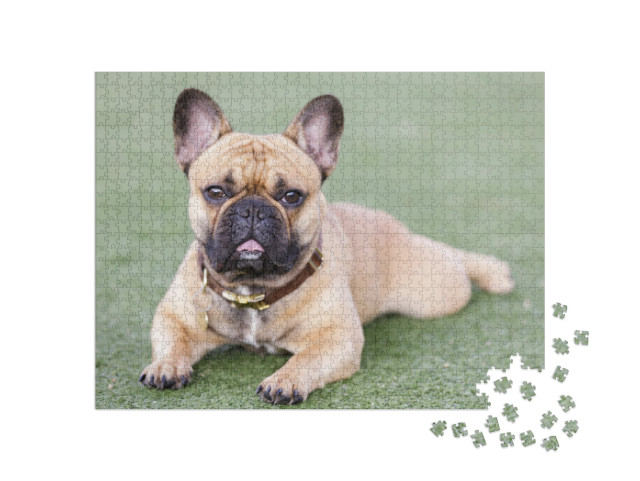 Fawn Puppy French Bulldog Lying Down with Open Mouth & Lo... Jigsaw Puzzle with 1000 pieces