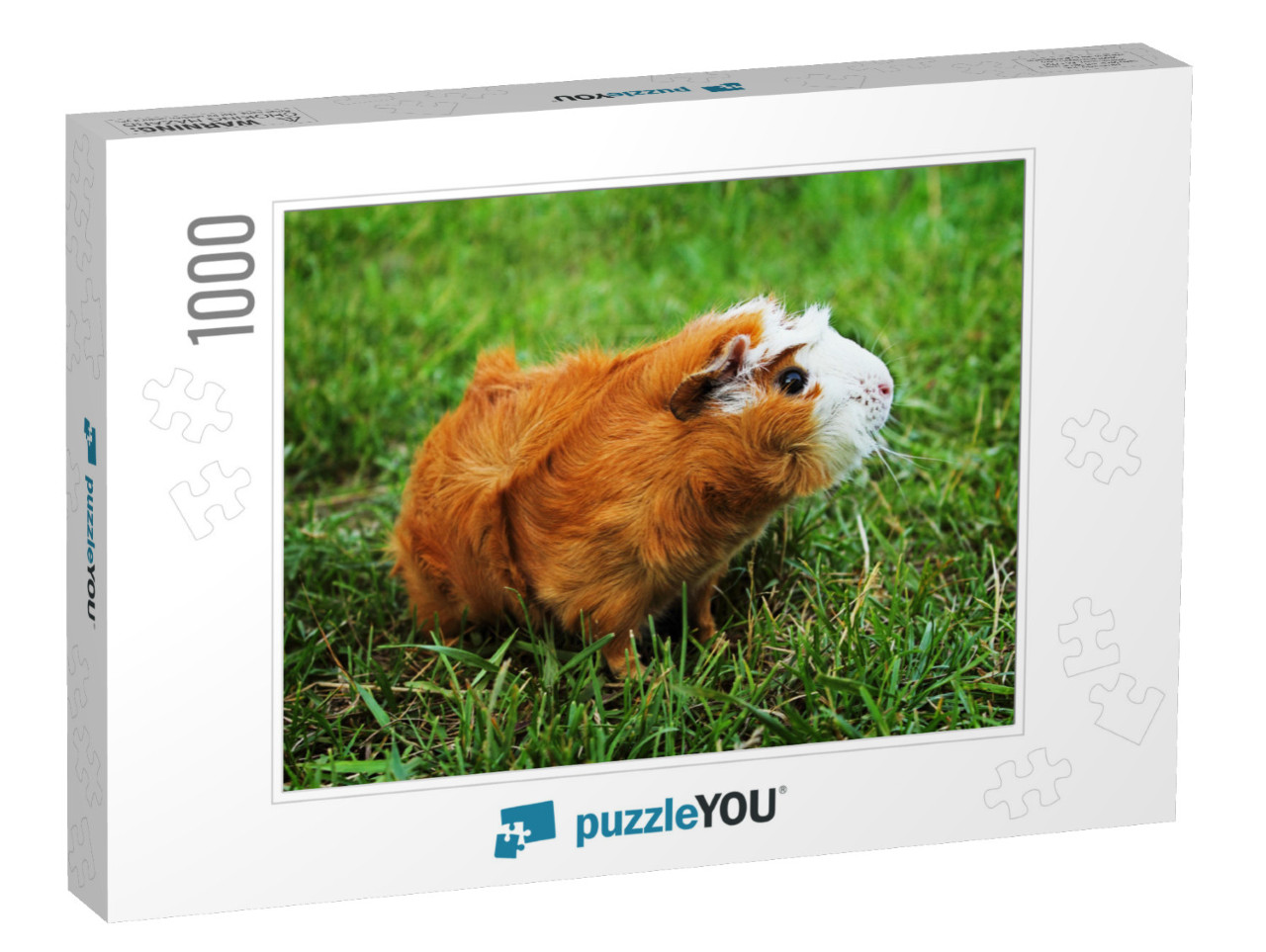 Red Abyssinian Guinea Pig on Green Grass... Jigsaw Puzzle with 1000 pieces