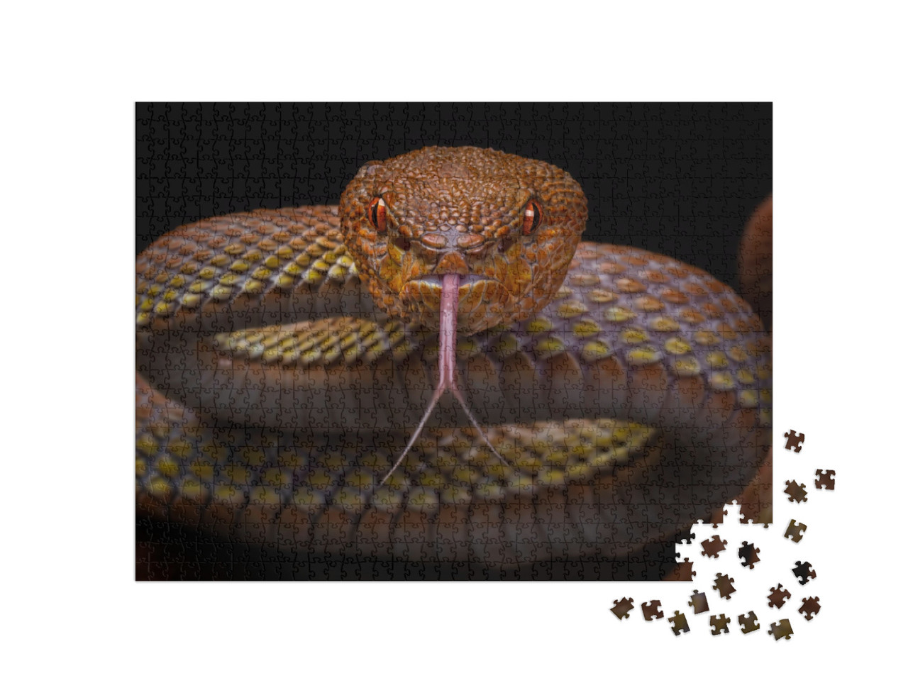 Mangrove Pit Viper Trimeresurus Purpureomaculatus, Venomo... Jigsaw Puzzle with 1000 pieces