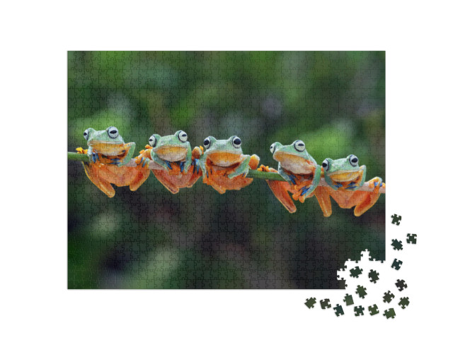 Beautiful Javan Tree Frog Sitting on Branch, Flying Frog... Jigsaw Puzzle with 1000 pieces