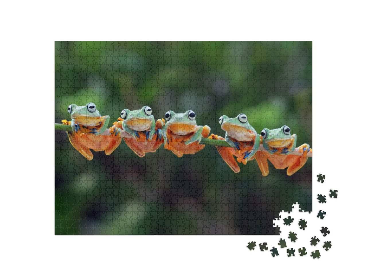 Beautiful Javan Tree Frog Sitting on Branch, Flying Frog... Jigsaw Puzzle with 1000 pieces