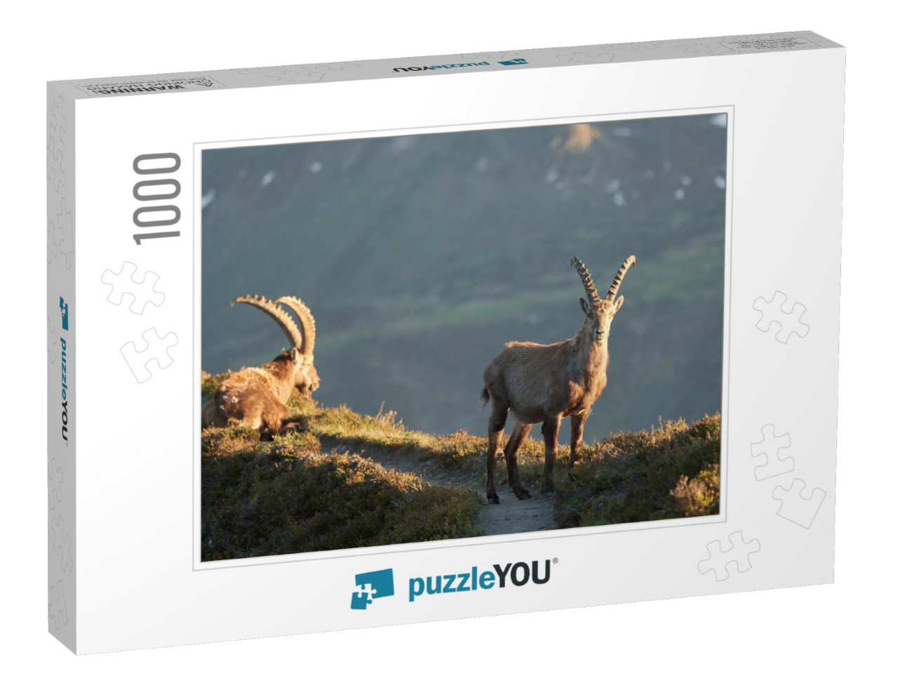 Capricorn Alpine Ibex Capra Ibex Mountain Swiss Alps... Jigsaw Puzzle with 1000 pieces