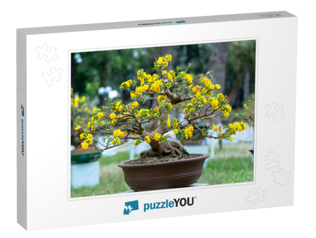 Apricot Bonsai Tree Blooming with Yellow Flowering Branch... Jigsaw Puzzle