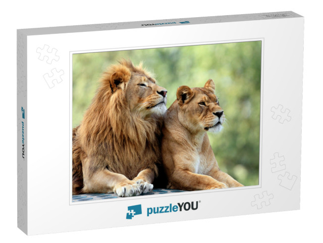 Pair of Adult Lions in Zoological Garden... Jigsaw Puzzle