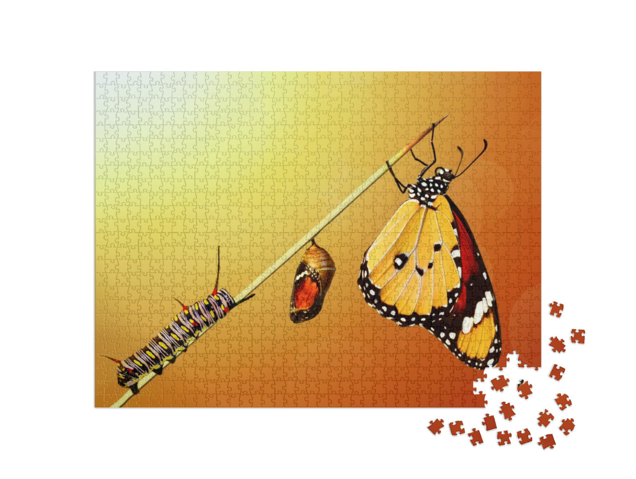 Amazing Moment, Monarch Butterfly, Pupae & Cocoons Are Su... Jigsaw Puzzle with 1000 pieces