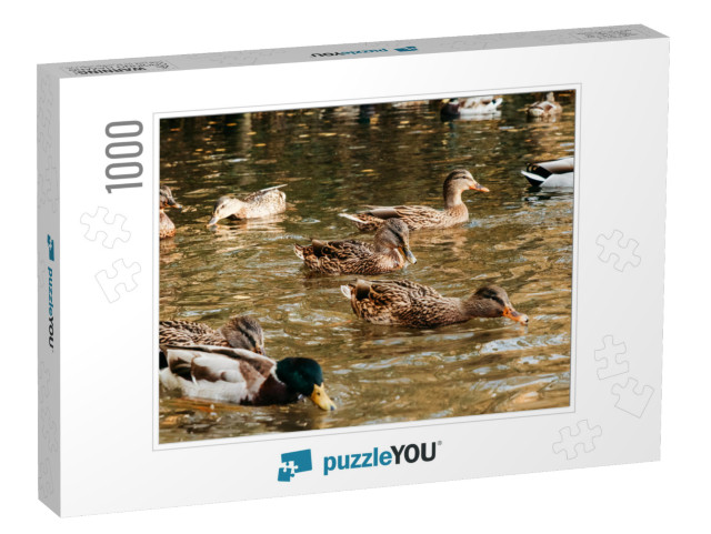 A Large Flock of Ducks Eats Abandoned Bread on the Lake... Jigsaw Puzzle with 1000 pieces