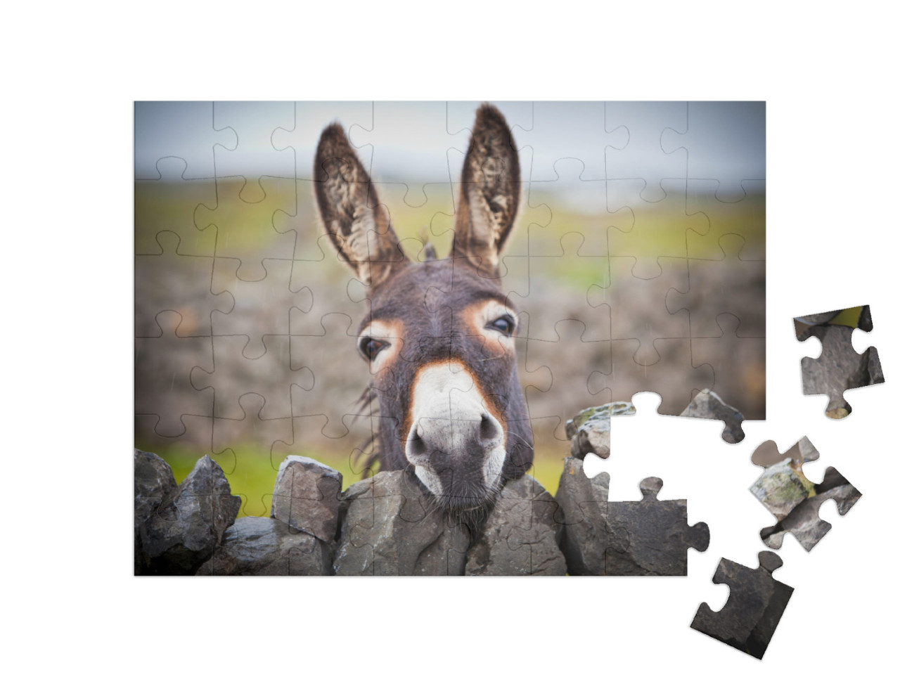 A Nice Donkey Under the Rain. Aran Islands, Ireland... Jigsaw Puzzle with 48 pieces