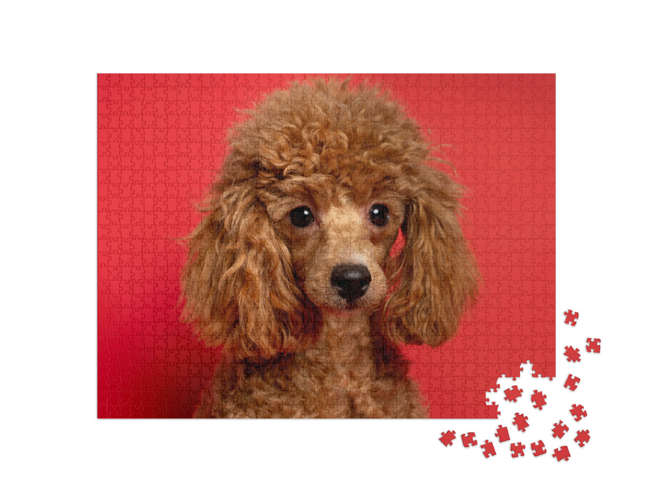 Cute Little Red Poodle on a Red Background... Jigsaw Puzzle with 1000 pieces