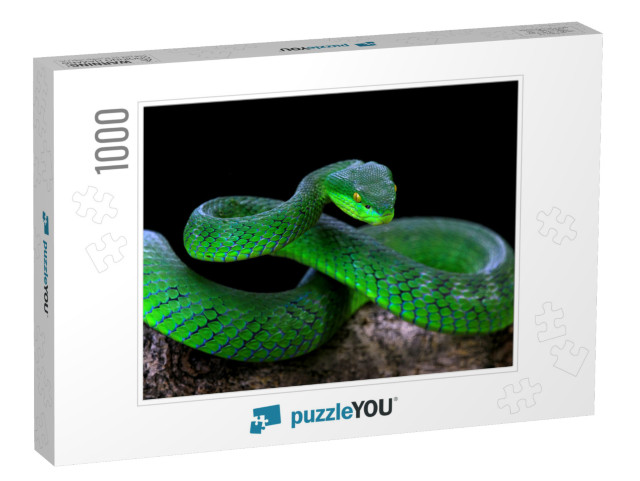 Green Albolaris Snake Front View with Black Background, A... Jigsaw Puzzle with 1000 pieces