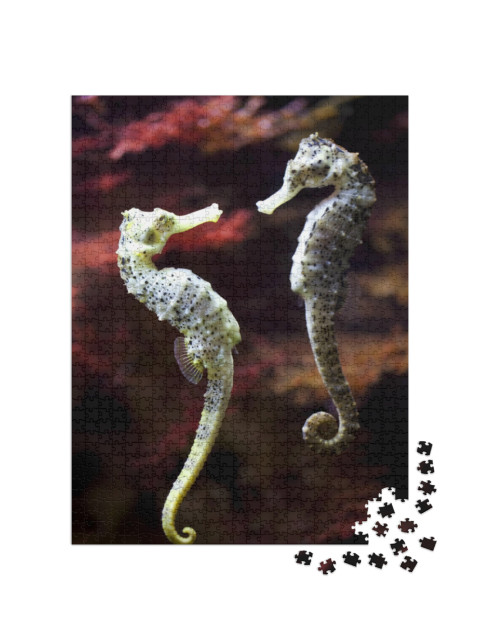 Real Alive - Swimming Couple of Long-Snouted Seahorse in... Jigsaw Puzzle with 1000 pieces