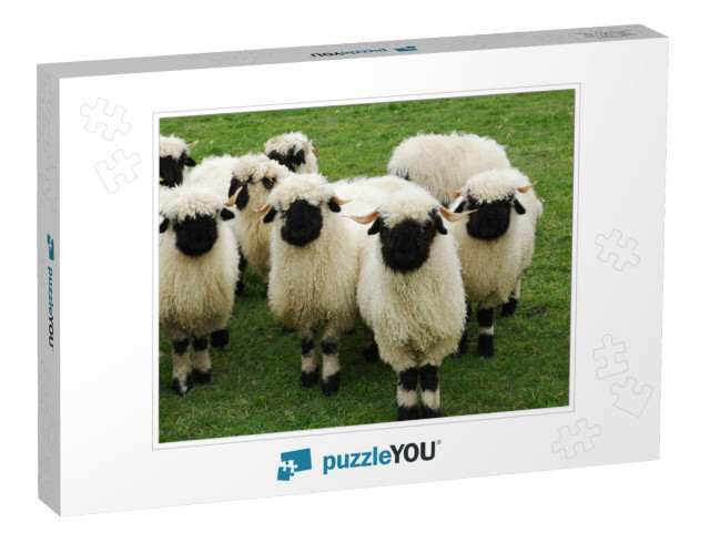 A Herd of White Sheep with a Black Beak, Nose & Ears. Wal... Jigsaw Puzzle