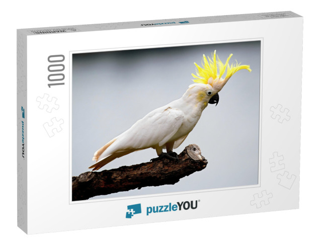 Cockatoo... Jigsaw Puzzle with 1000 pieces