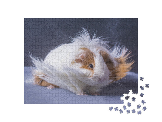 A Guinea Pigs Hair is Blowing in the Wind... Jigsaw Puzzle with 1000 pieces