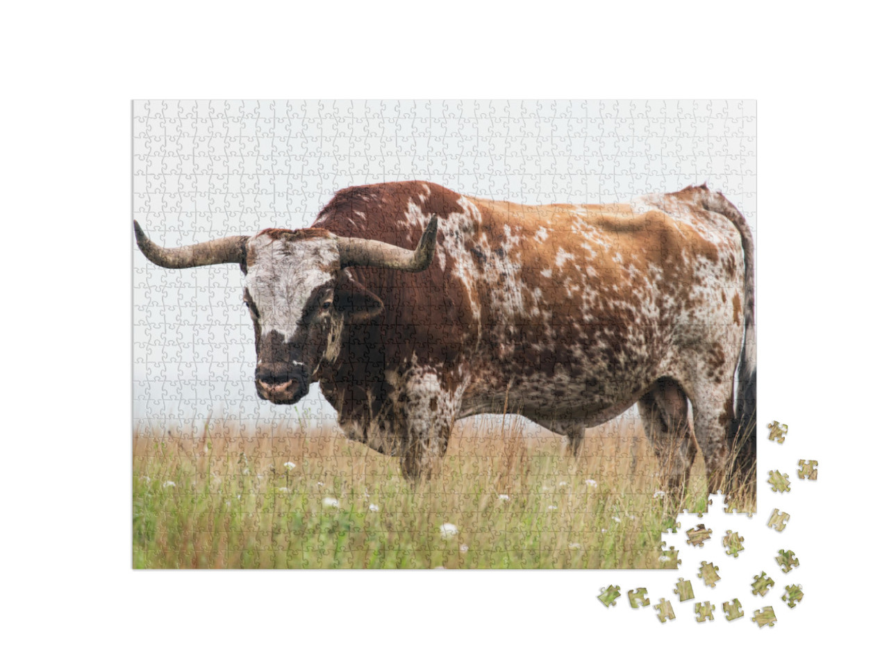 Texas Longhorn Bull At the Wichita Mountains National Wil... Jigsaw Puzzle with 1000 pieces