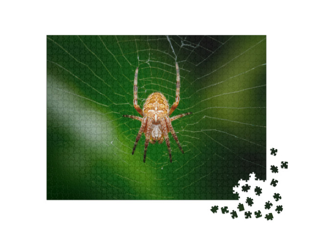 Closeup on a Cross Spider, Also Called European Garden Sp... Jigsaw Puzzle with 1000 pieces