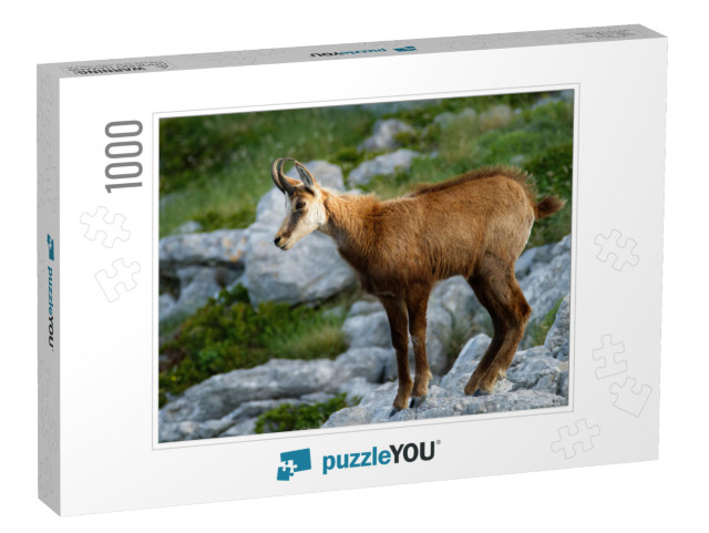 Chamois in Biokovo Nature Park, Croatia... Jigsaw Puzzle with 1000 pieces