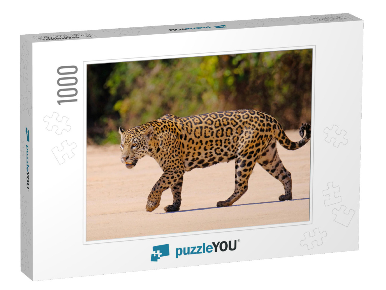 Jaguar, Panthera Onca, Female, Cuiaba River, Porto Jofre... Jigsaw Puzzle with 1000 pieces