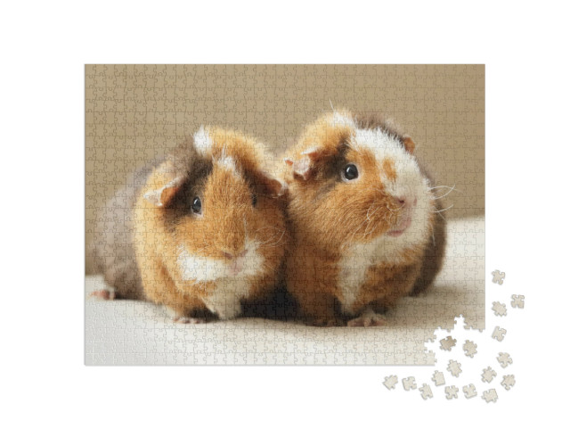 Cute Guinea Pigs... Jigsaw Puzzle with 1000 pieces