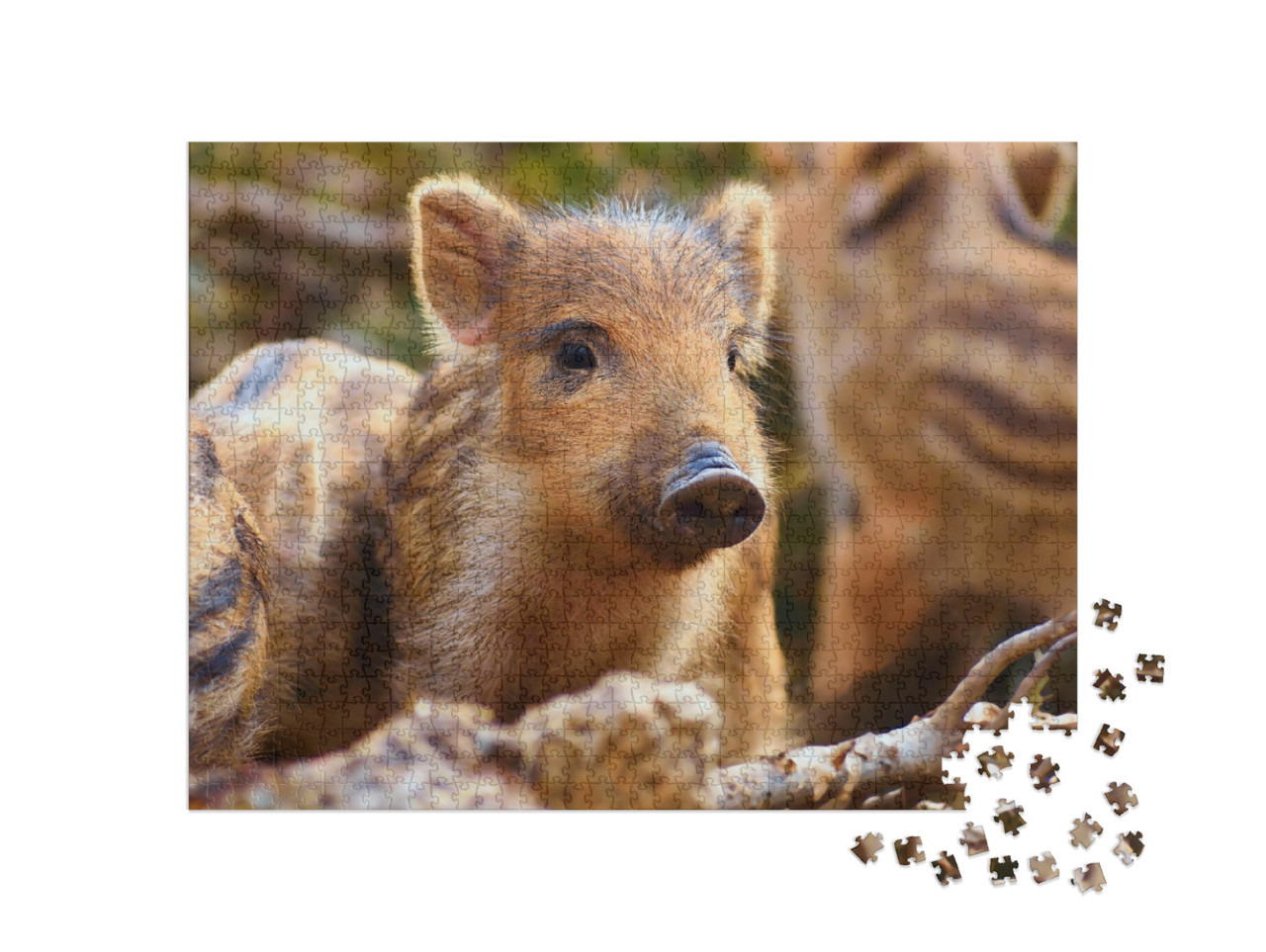 Beautiful Little Pigs Wild in Nature. Wild Boar. Animal i... Jigsaw Puzzle with 1000 pieces