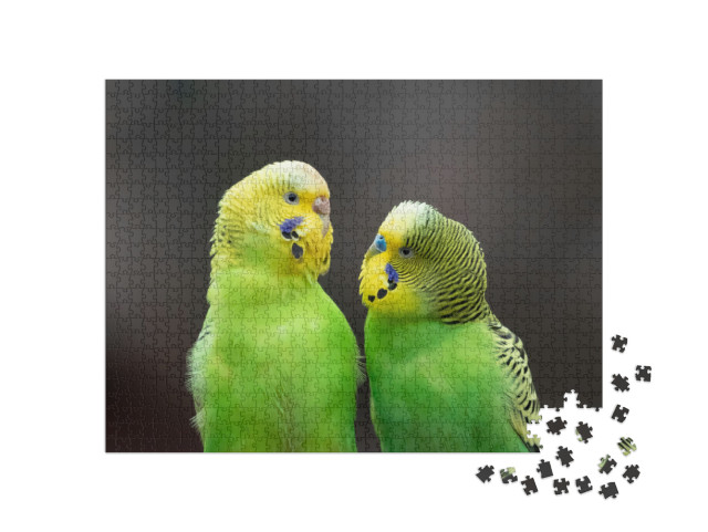 Budgerigar Melopsittacus Undulatus Portrait, Germany... Jigsaw Puzzle with 1000 pieces