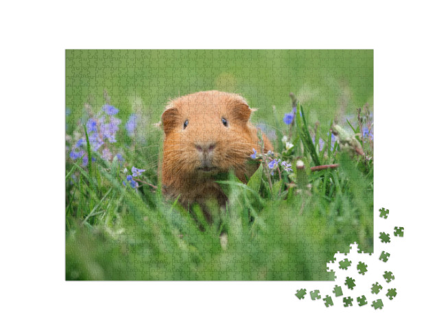 Adorable Guinea Pig Posing on Grass... Jigsaw Puzzle with 1000 pieces