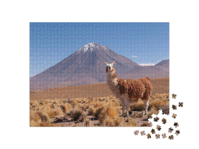 A Llama Lama Glama & Licancabur Volcano in Bolivia - Chil... Jigsaw Puzzle with 1000 pieces