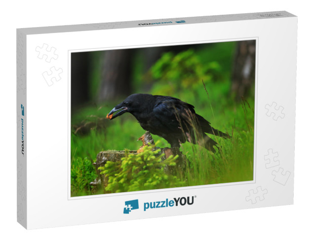 Raven in Dark Green Forest. Young Common Raven, Corvus Co... Jigsaw Puzzle