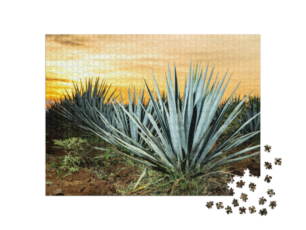 Sunset Landscape of a Tequila Plantation, Guadalajara, Me... Jigsaw Puzzle with 1000 pieces