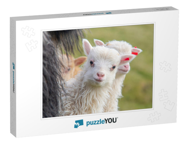 Faroe Islands Animals, Sheep & Lambs... Jigsaw Puzzle