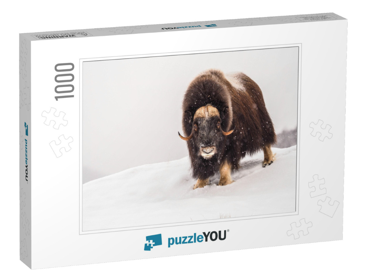 Musk-Ox in Arctic During Wintertime... Jigsaw Puzzle with 1000 pieces