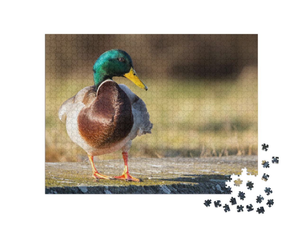 Mallard Anas Platyrhynchos Standing on the Shore, Male Wi... Jigsaw Puzzle with 1000 pieces