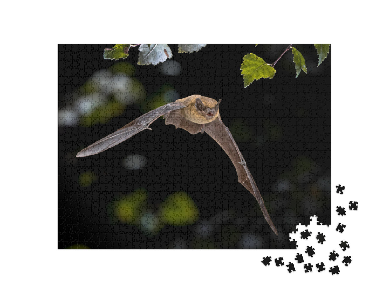 Flying Pipistrelle Bat Pipistrellus Pipistrellus Action S... Jigsaw Puzzle with 1000 pieces