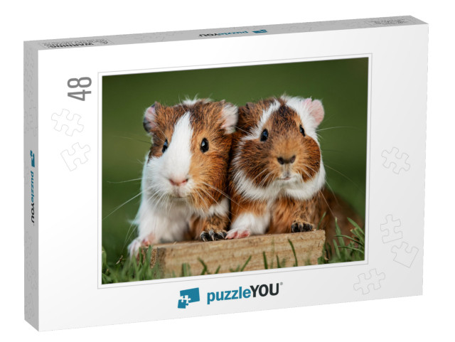 Two Lovely Guinea Pigs on the Lawn in Summer... Jigsaw Puzzle with 48 pieces