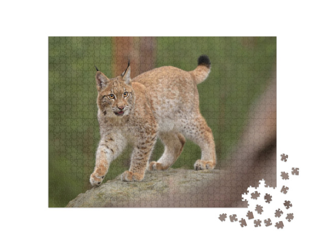 Eurasian Lynx Lynx in the Natural Environment. Taken in... Jigsaw Puzzle with 1000 pieces