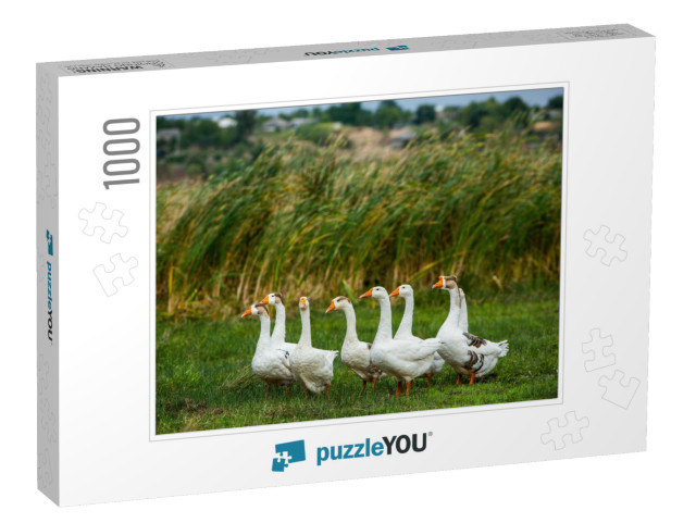 White Goose. Swimming Geese. Domestic Geese Swim in the P... Jigsaw Puzzle with 1000 pieces