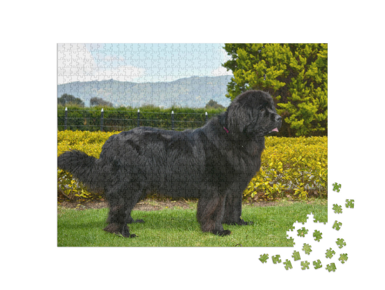 Spectacular Newfoundland Dog, Black, Standing in Profile... Jigsaw Puzzle with 1000 pieces