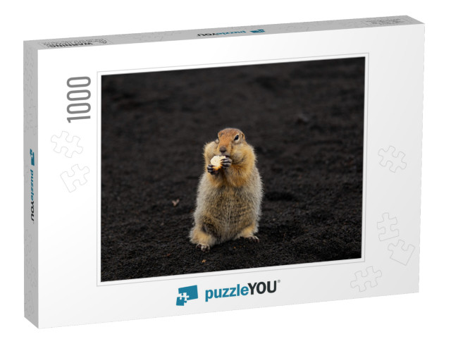 A Charming Gopher Stands on Volcanic Sand & Looks Directl... Jigsaw Puzzle with 1000 pieces