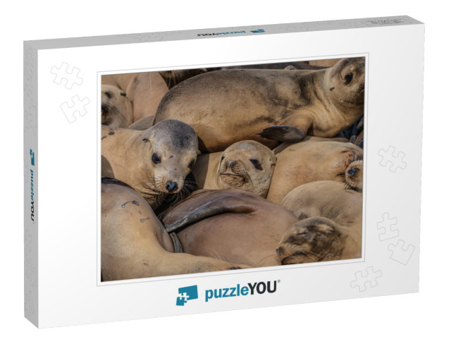 Seals Sleeping in a Pile At the La Jolla Cove in Californ... Jigsaw Puzzle