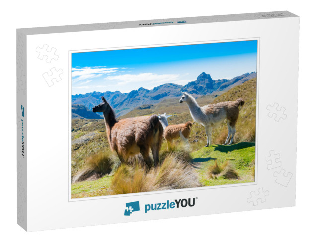 Llamas At the Cajas Park Cuenca Ecuador... Jigsaw Puzzle