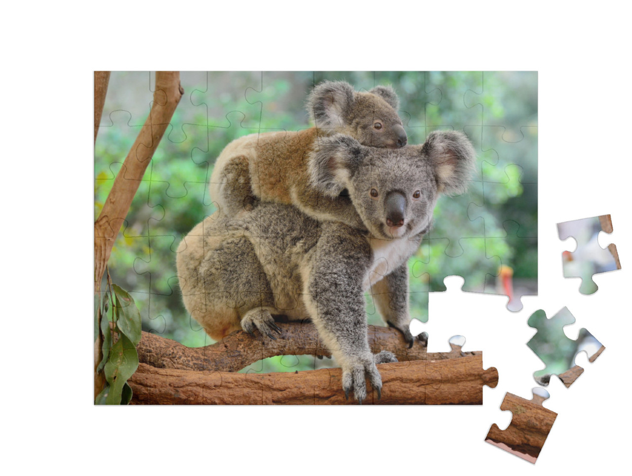 Mother Koala with Baby on Her Back, on Eucalyptus Tree... Jigsaw Puzzle with 48 pieces