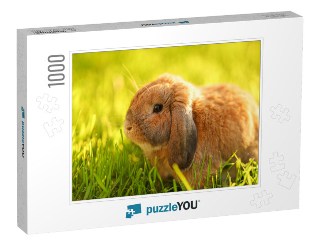 Little Lop-Eared Rabbit Sits on the Lawn. Dwarf Rabbit Br... Jigsaw Puzzle with 1000 pieces