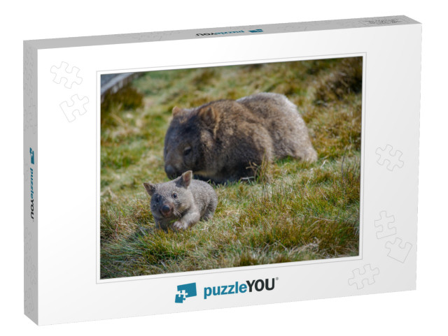 Joey Wombat Running from Its Mother in Cradle Mountain, T... Jigsaw Puzzle